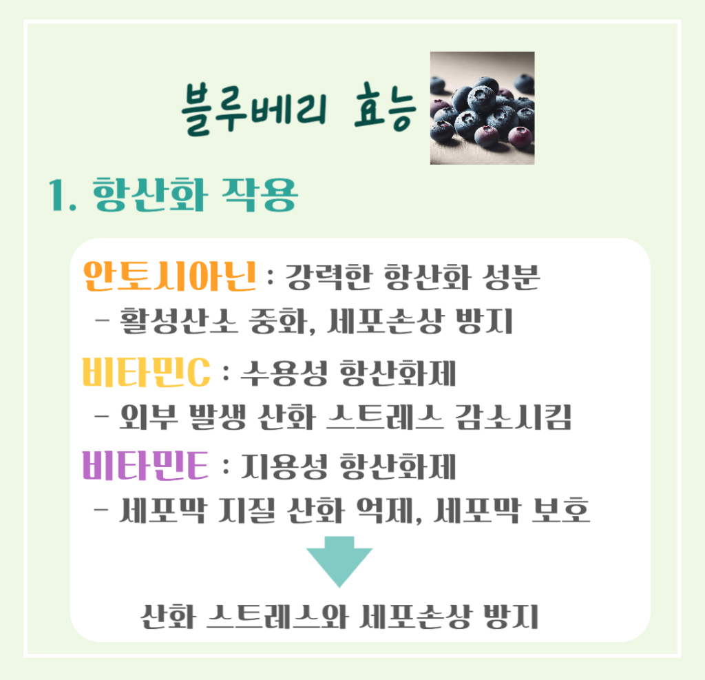 푸른빛 보석 블루베리 효능 & 칼로리 : 항산화 슈퍼푸드의 비밀