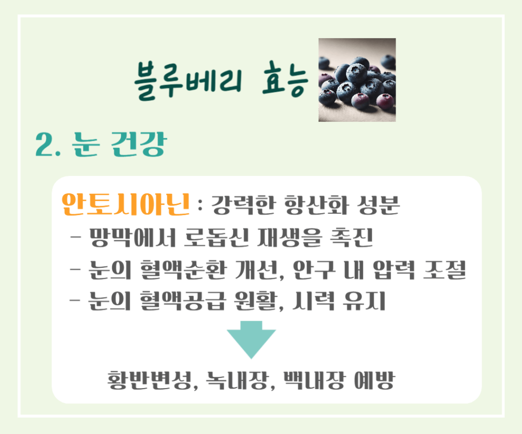 푸른빛 보석 블루베리 효능 & 칼로리 : 항산화 슈퍼푸드의 비밀