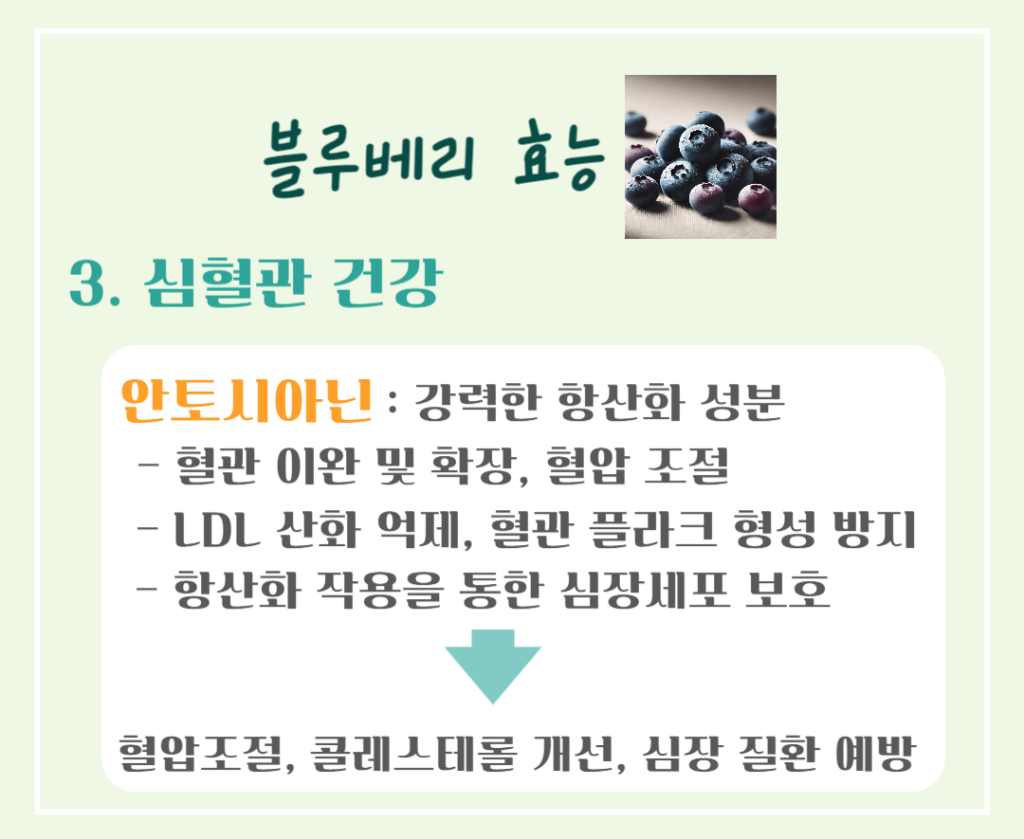 푸른빛 보석 블루베리 효능 & 칼로리 : 항산화 슈퍼푸드의 비밀