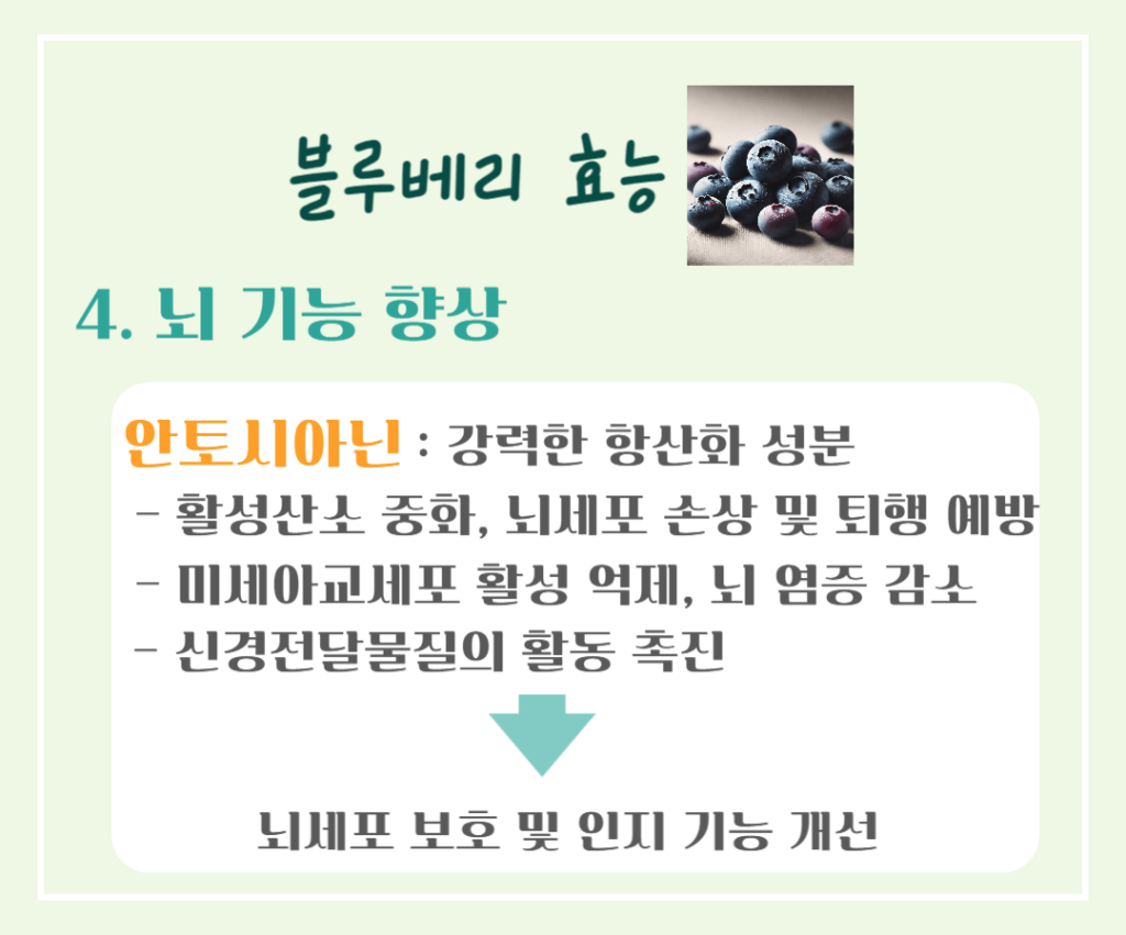 푸른빛 보석 블루베리 효능 & 칼로리 : 항산화 슈퍼푸드의 비밀