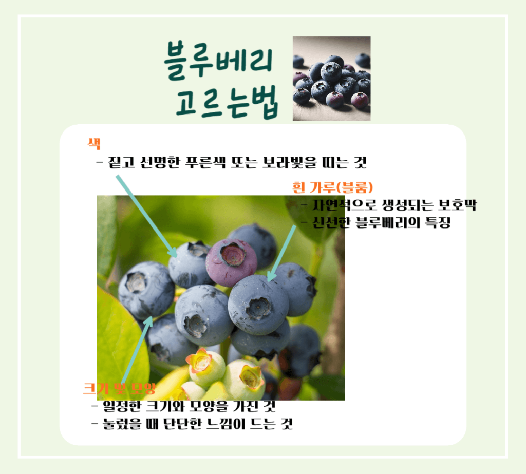 푸른빛 보석 블루베리 효능 & 칼로리 : 항산화 슈퍼푸드의 비밀