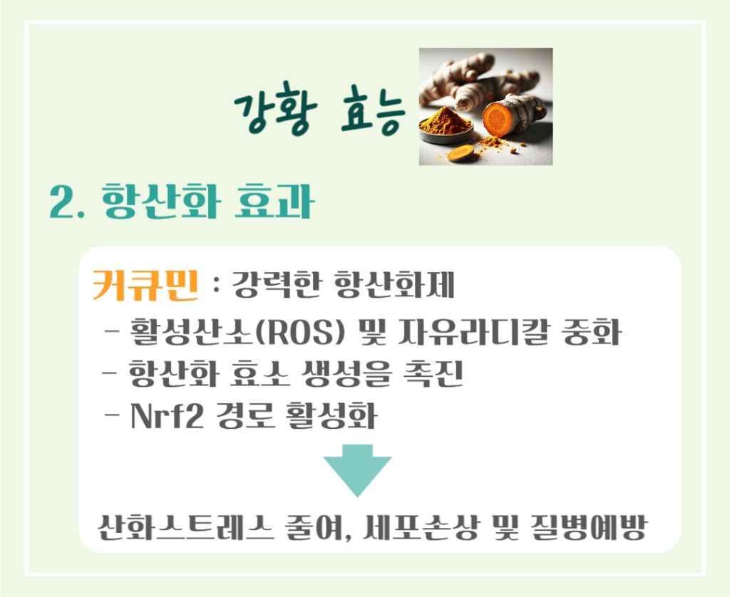 황금빛 슈퍼푸드! 강황의 효능 & 칼로리 : 커큐민의 놀라운 비밀