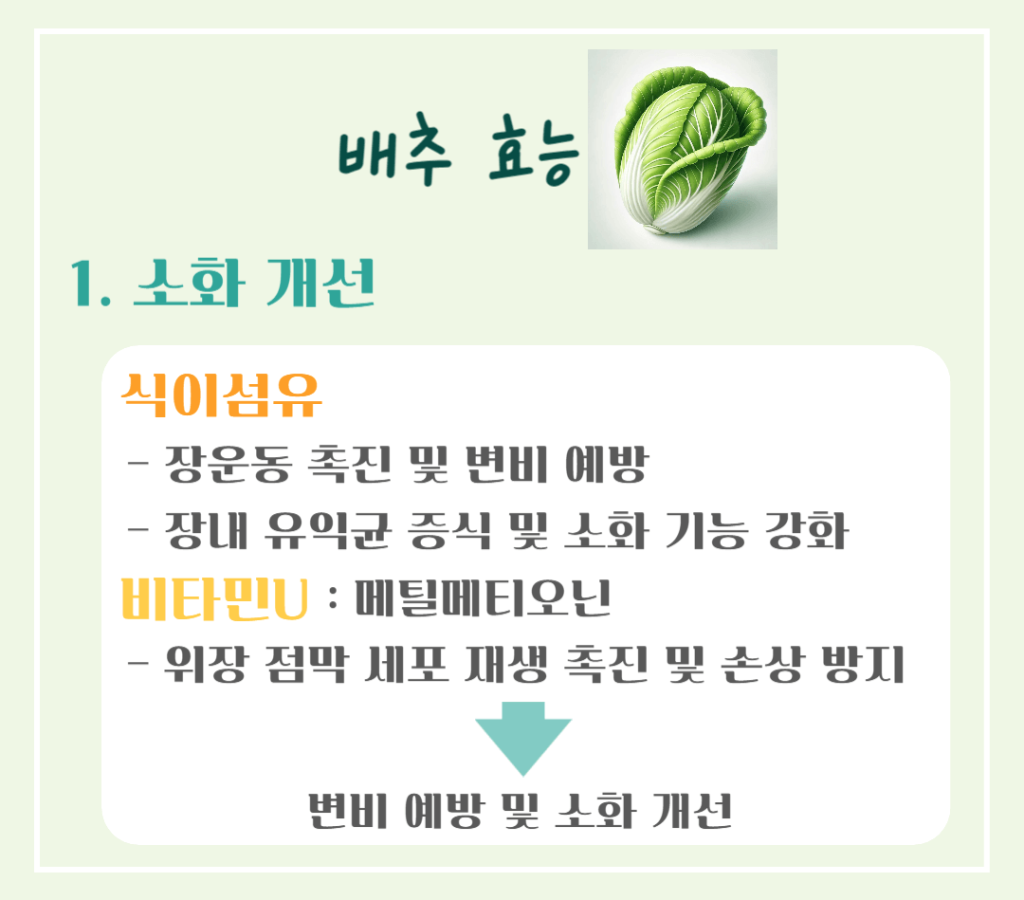 겨울철 영양창고! 배추 효능 & 칼로리 : 김장 배추의 건강 비밀