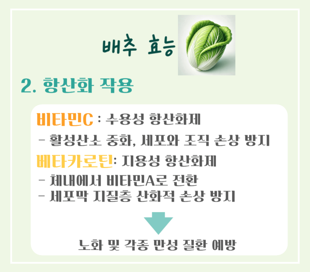 겨울철 영양창고! 배추 효능 & 칼로리 : 김장 배추의 건강 비밀