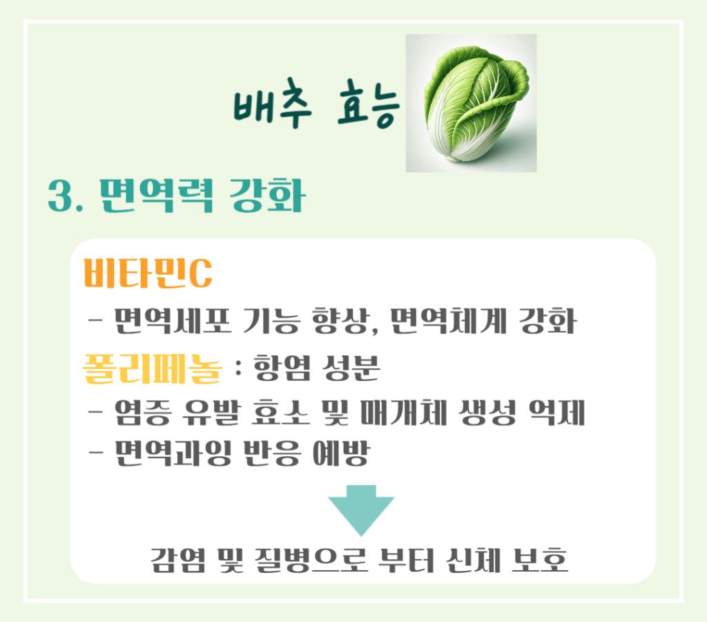 겨울철 영양창고! 배추 효능 & 칼로리 : 김장 배추의 건강 비밀