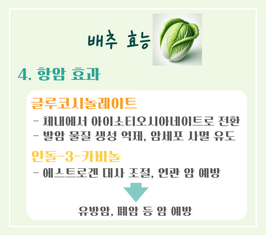 겨울철 영양창고! 배추 효능 & 칼로리 : 김장 배추의 건강 비밀