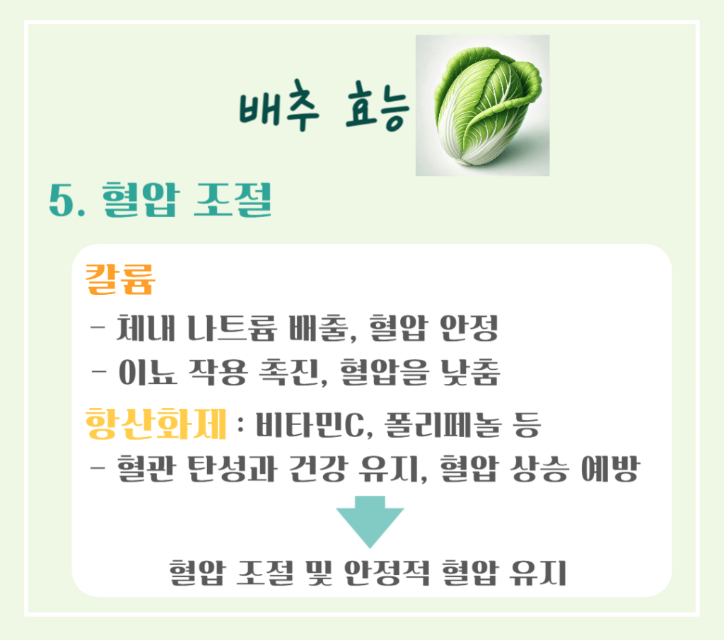 겨울철 영양창고! 배추 효능 & 칼로리 : 김장 배추의 건강 비밀
