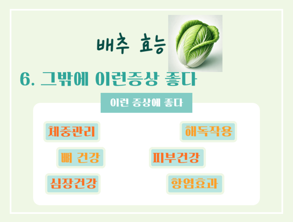 겨울철 영양창고! 배추 효능 & 칼로리 : 김장 배추의 건강 비밀