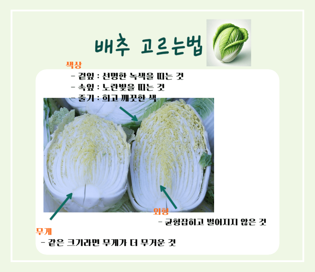 겨울철 영양창고! 배추 효능 & 칼로리 : 김장 배추의 건강 비밀