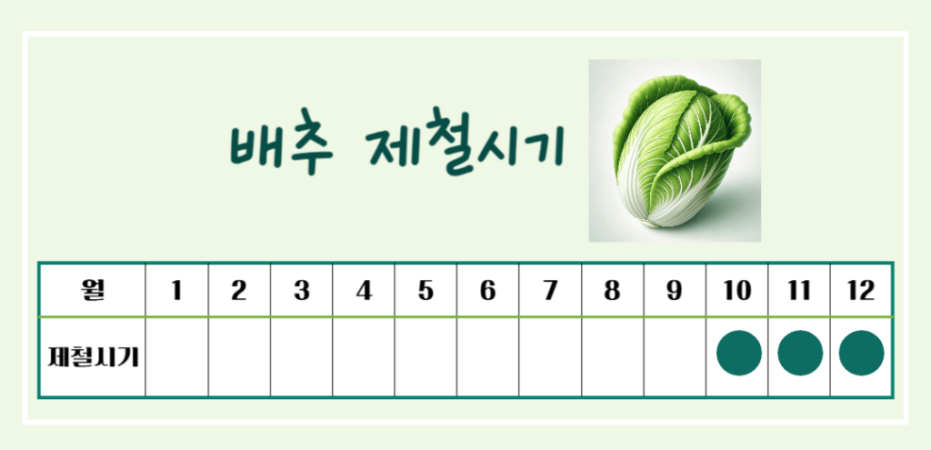 겨울철 영양창고! 배추 효능 & 칼로리 : 김장 배추의 건강 비밀