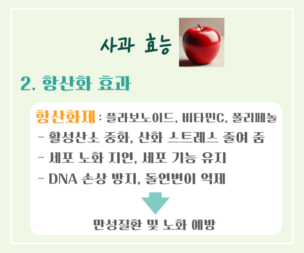 상큼한 빨간 유혹! 사과 효능 & 칼로리 : 매일 먹으면 달라지는 건강 비밀