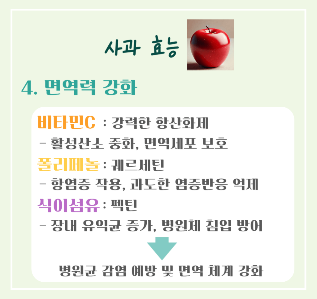 상큼한 빨간 유혹! 사과 효능 & 칼로리 : 매일 먹으면 달라지는 건강 비밀