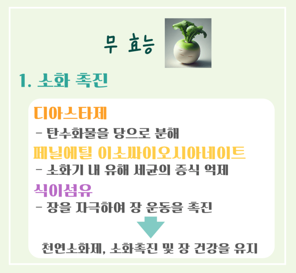 싱그러운 초록빛 건강채소! 무 효능 & 칼로리 총정리 : 소화촉진 부터 강력한 항암효과까지