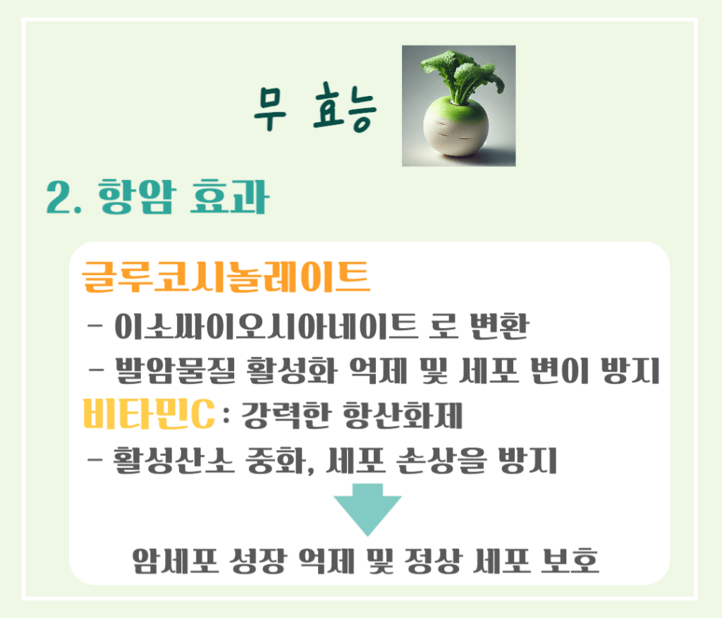 싱그러운 초록빛 건강채소! 무 효능 & 칼로리 총정리 : 소화촉진 부터 강력한 항암효과까지