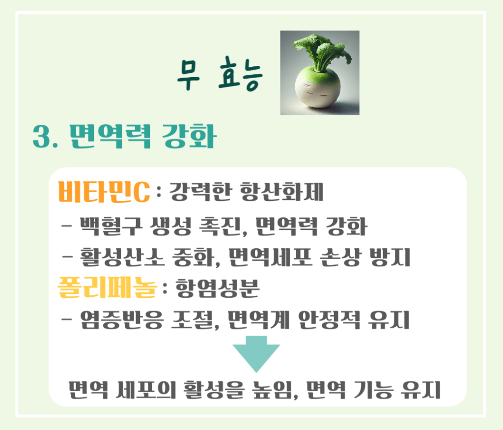 싱그러운 초록빛 건강채소! 무 효능 & 칼로리 총정리 : 소화촉진 부터 강력한 항암효과까지