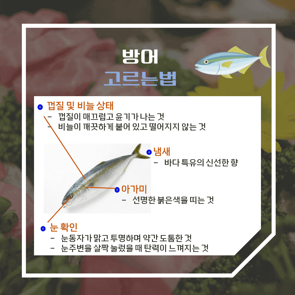 겨울의 진미! 방어 효능 & 칼로리 : 이 계절 꼭 먹어야 하는 이유