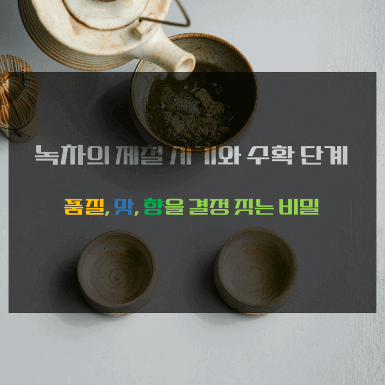 녹차의 제철 시기와 수확 단계 : 품질, 맛, 향을 결정하는 비밀