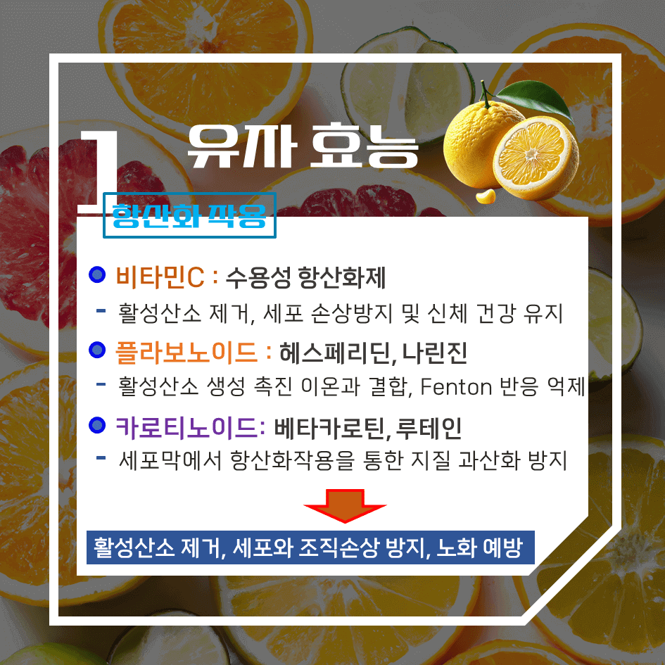 상큼한 겨울 건강 보물! 유자 효능 & 칼로리 : 비타민 가득 디톡스 음식