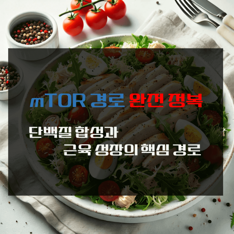 mTOR 경로 완전 정복 : 단백질 합성과 근육 성장의 핵심 경로