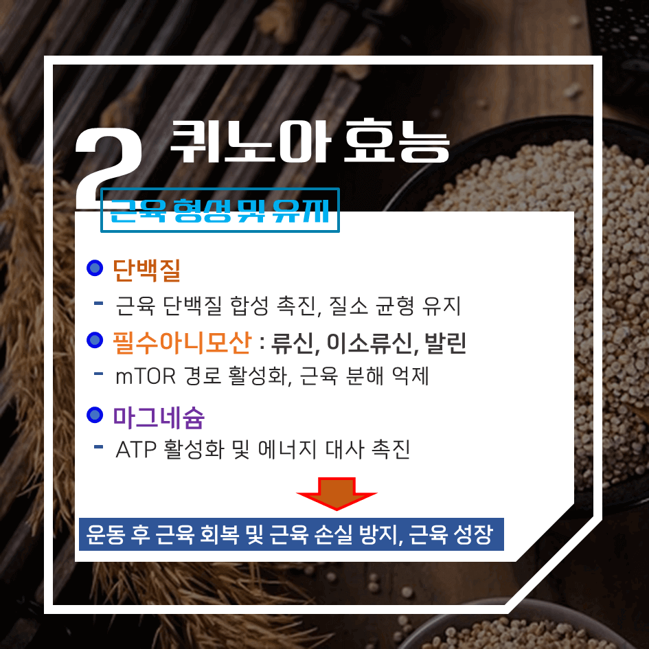 완전 단백질의 슈퍼푸드 퀴노아 효능 & 칼로리 1탄 : 건강과 균형 잡힌 식단의 필수템