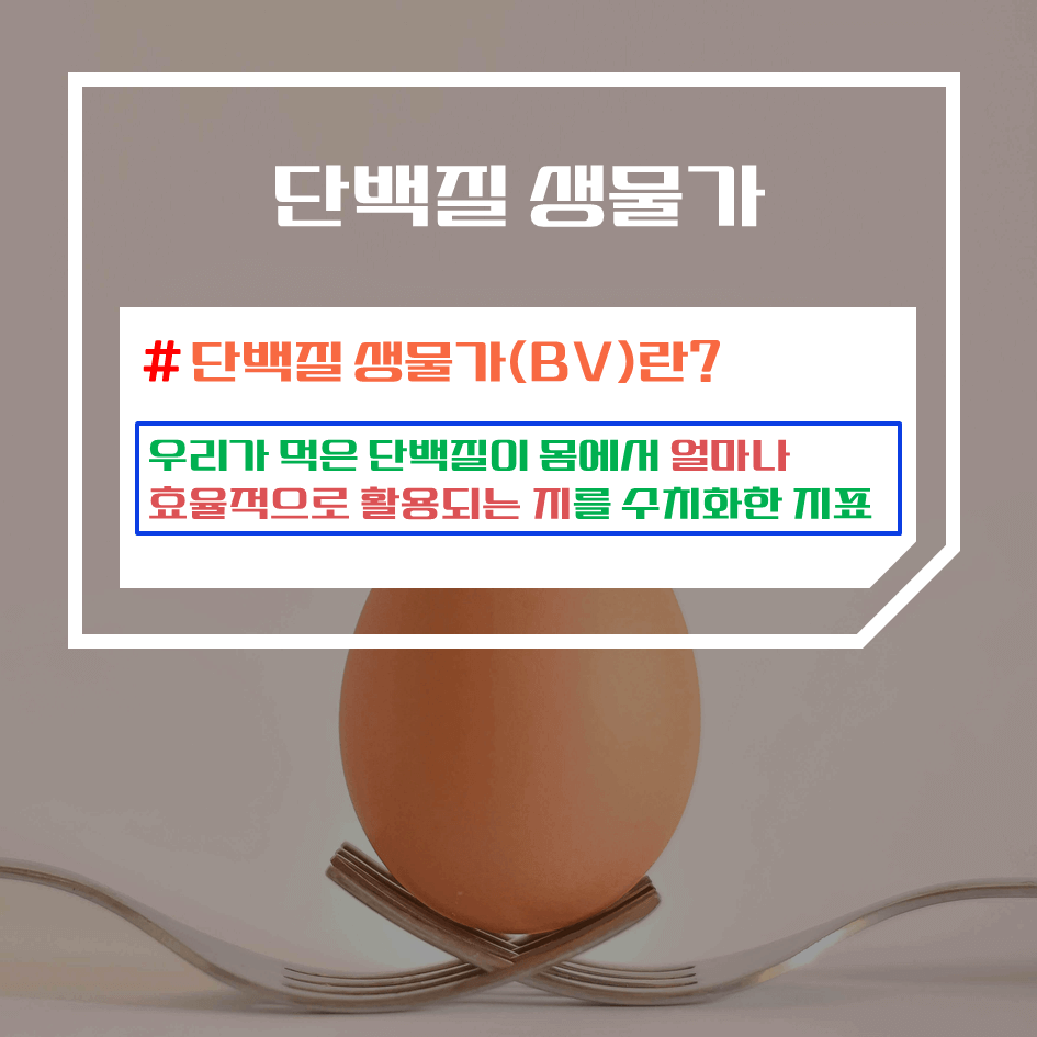 단백질 생물가(BV) 완벽정리 : 완전 단백질은 어떤 음식일까?