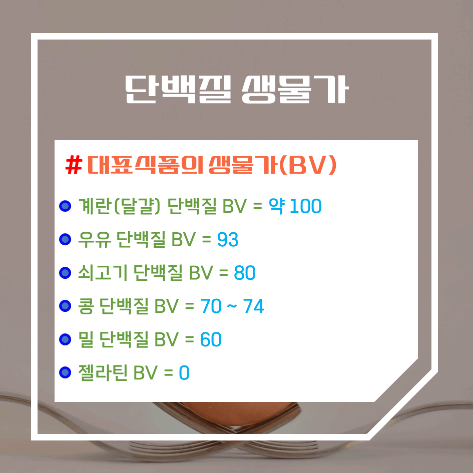 단백질 생물가(BV) 완벽정리 : 완전 단백질은 어떤 음식일까?