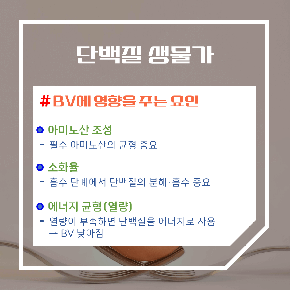 단백질 생물가(BV) 완벽정리 : 완전 단백질은 어떤 음식일까?