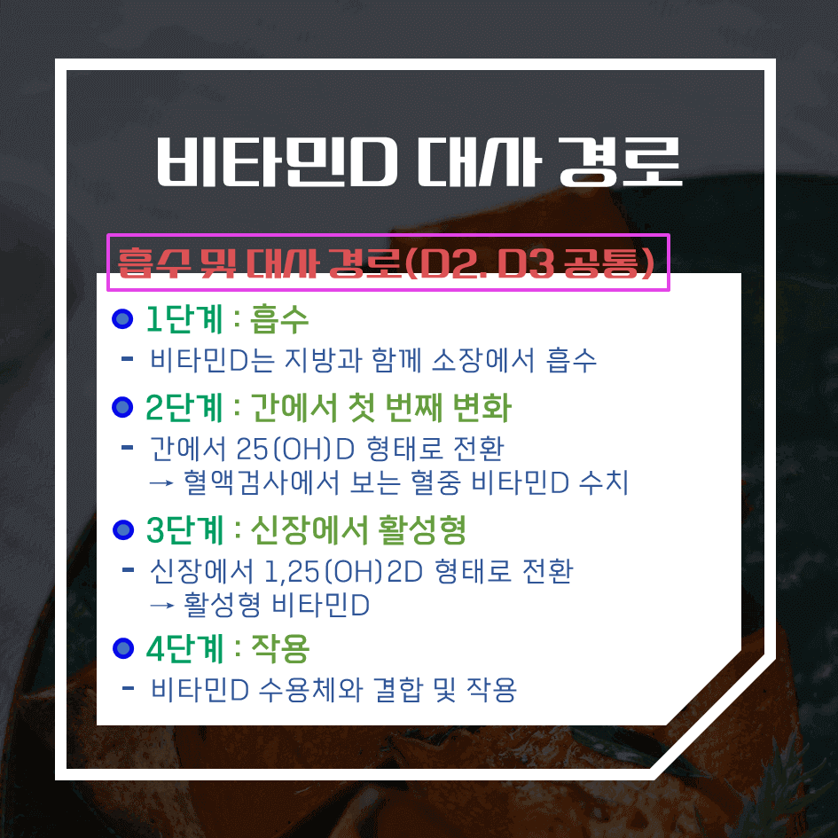 비타민D2 vs D3 완벽정리 : 어떤 비타민D 보충제가 더 효과적일까?